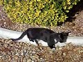 HYPER UBER Munchkin CAT