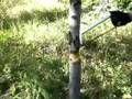 Falling dead wood with RTAK II knife & Sawvivor: Cut Smart!