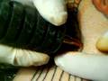 TOP TEAM TATTOO (djVIBE)