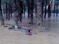 سعودي يتحدى بنغالي مصرقع يقطع شعيب وادي الرمة