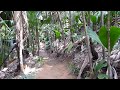 Vallée de Mai, Praslin, Seychelles Vallée de Mai, Praslin, Seychelles