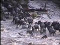 Wildebeest Crossing the Mara River