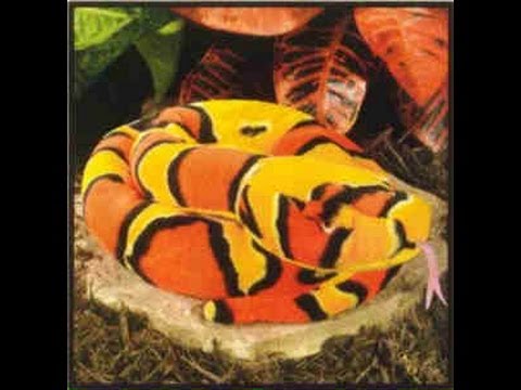 YouTube reptile video