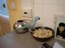 Marley-on-the-peanut-bowl