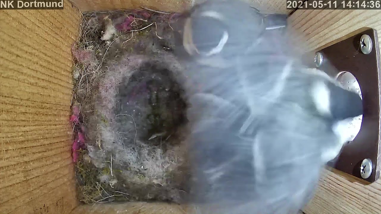 Flugübungen, Fressen und das Flugloch wird interessanter | Tag 18 | 11.05.2021