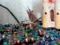 videos de Munchie 06/24/2006