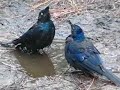 North American Grackles are Smart!
