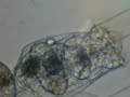 Brachionus calyciflorus Brachionus calyciflorus
