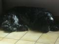 videos de Mis perritos!!!