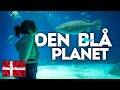 Den Blå Planet National Aquarium Denmark