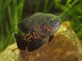 Oscar fish Stane Oscar fish Stane