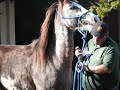 wallsllama