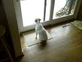 videos de My Dog