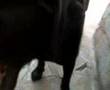 videos de Crni labrador