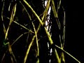 relk - branques del somni (videoprojecci� 2005)
