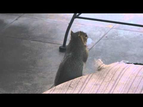 how to fill squirrel holes
