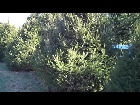 how to fertilize norway spruce