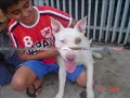 os pit bull
