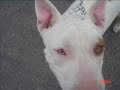 os pit bull