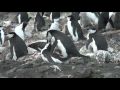 Chinstrap Penguins Mating Antarctica