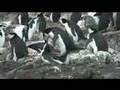 Chinstrap Penguins Mating Antarctica