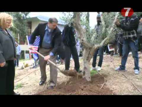 Ambassador Shapiro plants an Olive Tree on Tu B'shvat