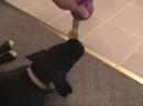 Leela Loves Linoleum
