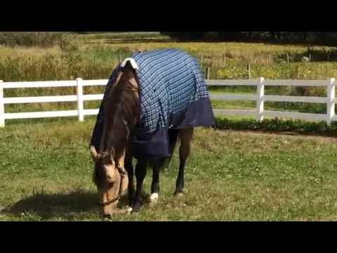 how to fasten leg straps on a horse rug