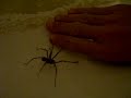 Tegenaria parietina Tegenaria parietina