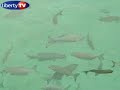 Liberty TV - Les Maldives