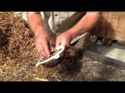 how to harvest wattle seeds