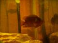 videos de Fishtank