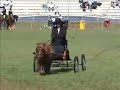 Shetland Ponies in Harness - Hawkesbury Show 2008
