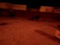 volantin a una becerra