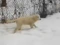Malino and Kangal