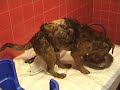 Nala č morta, Duca lotta per la vita Nala č morta, Duca lotta per la vita