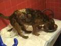 Nala è morta, Duca lotta per la vita