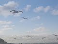 Friesenlied Wo die Nordseewellen