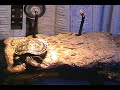 Red-eared Slider Turtles