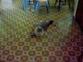 videos de pinball cat