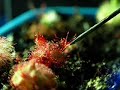 one of the fastest sundews one of the fastest sundews