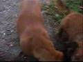 Salchicha video