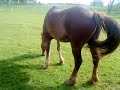 cracker in the field =D