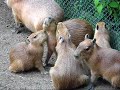 Touchig Capybara,,,With Capybara's Touch