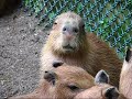 Touchig Capybara,,,With Capybara\