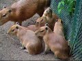 Touchig Capybara,,,With Capybara's Touch