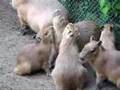 Touchig Capybara,,,With Capybara's Touch