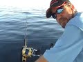 Sailfish, Mutton, Grouper, almaco jacks and Kingfish The wild world of sports fishing with Joe Novo