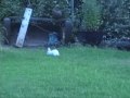 Dutch Bunny Vs Cottontail