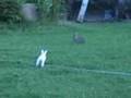 Cotton Tail Vs. Dutch Bunny